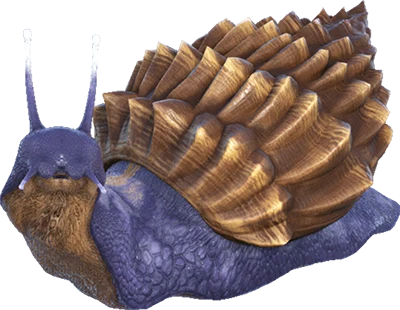 Achatina