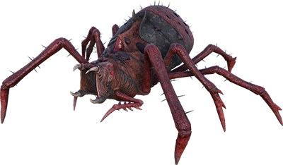 Araneo