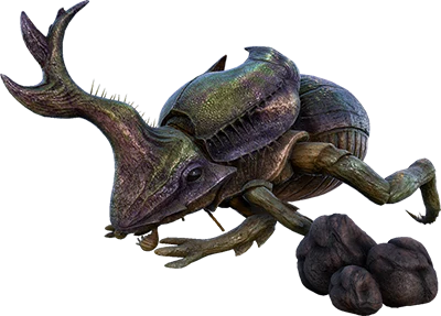 Dung Beetle
