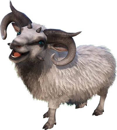 Ovis
