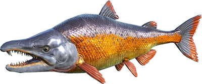 Sabertooth Salmon