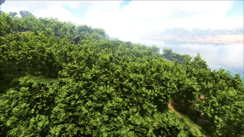 Bamboo Forest